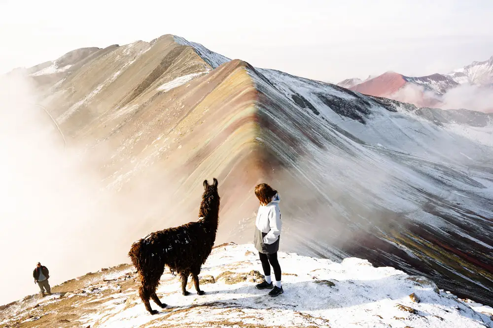 Llama in Vinicunca